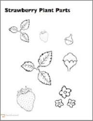 strawberry drawings