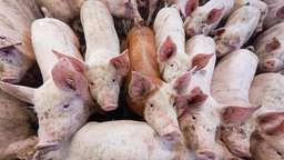 Neues Virus in China entdeckt: Forscher fürchten neue Schweinegrippe-Pandemie