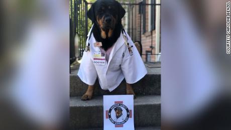 Loki the therapy &quot;dogtor&quot; poses in front of &quot;Hero Healing Kit.&quot;