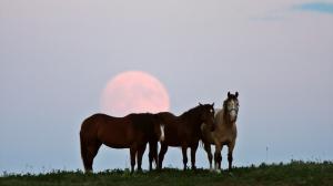 The Full Moon behind three horses.