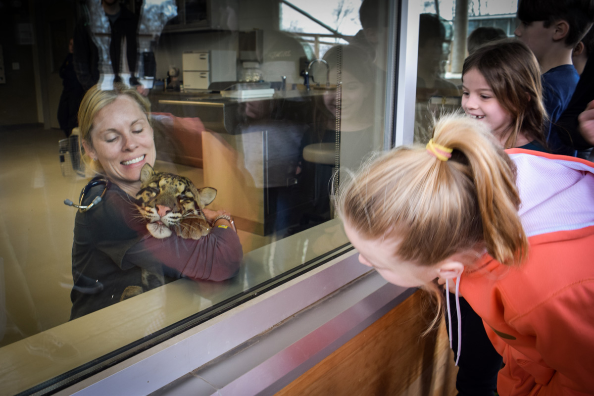 Guests looking at baby clouded leopard through glass at vet center